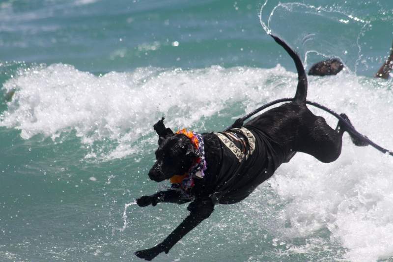 Big Dog Rescue surfing