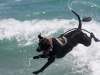 Big Dog Rescue surfing