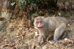 Macaque