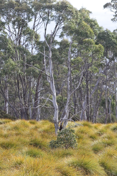 buttongrass