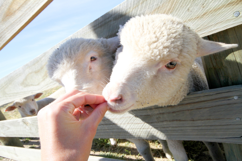 Lambs