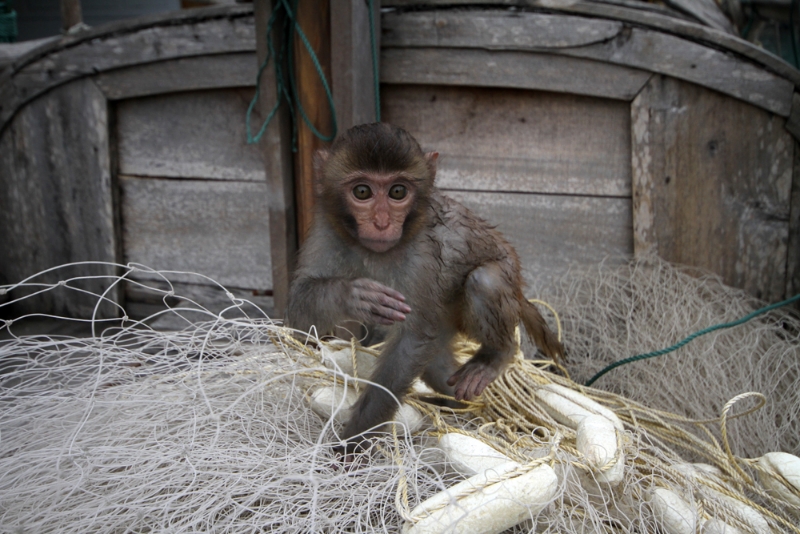 monkey