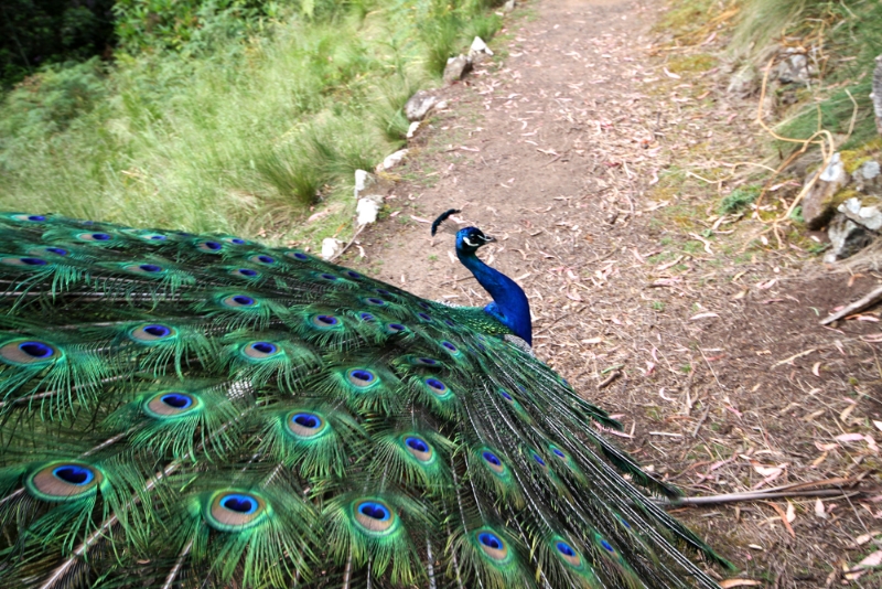 peacock