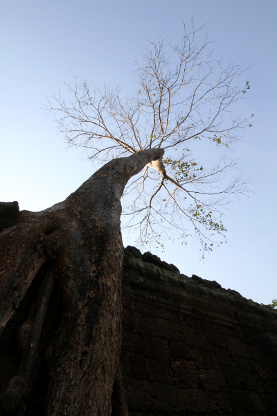 preah-khan-tree_3849