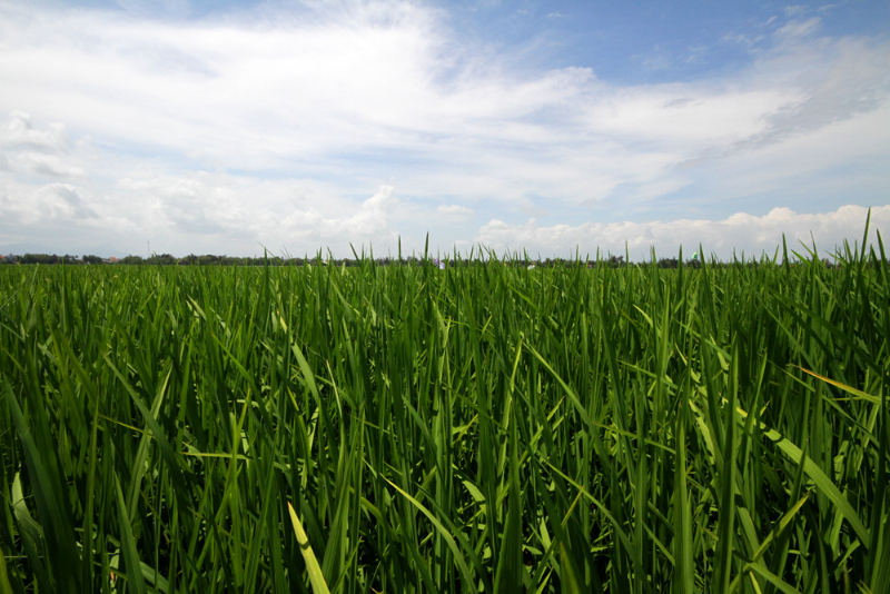Rice paddies