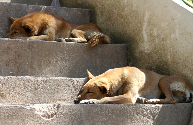 Temple dogs