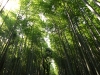 Arashiyama Bamboo Forest, Japan
