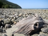 Cape Tribulation