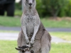 kangaroo