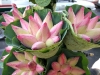 Lotus flowers