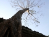 preah-khan-tree_3849