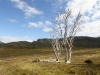 Cradle Mountain Park