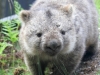 wombat